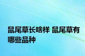 鼠尾草长啥样 鼠尾草有哪些品种