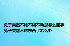 兔子突然不吃不喝不动是怎么回事 兔子突然不吃东西了怎么办