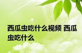 西瓜虫吃什么视频 西瓜虫吃什么