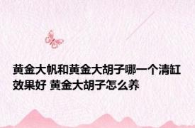 黄金大帆和黄金大胡子哪一个清缸效果好 黄金大胡子怎么养