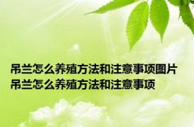 吊兰怎么养殖方法和注意事项图片 吊兰怎么养殖方法和注意事项