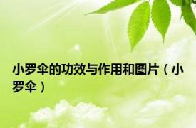 小罗伞的功效与作用和图片（小罗伞）