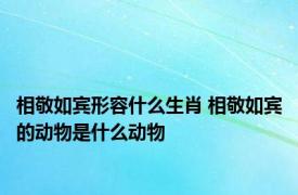 相敬如宾形容什么生肖 相敬如宾的动物是什么动物