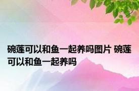 碗莲可以和鱼一起养吗图片 碗莲可以和鱼一起养吗