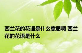 西兰花的花语是什么意思啊 西兰花的花语是什么