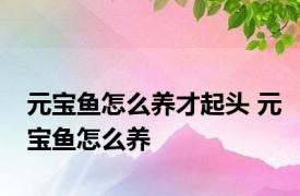 元宝鱼怎么养才起头 元宝鱼怎么养