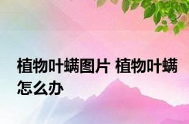 植物叶螨图片 植物叶螨怎么办