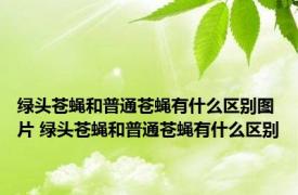 绿头苍蝇和普通苍蝇有什么区别图片 绿头苍蝇和普通苍蝇有什么区别