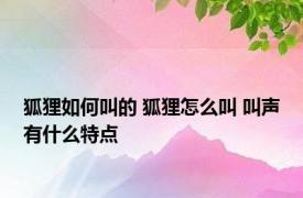 狐狸如何叫的 狐狸怎么叫 叫声有什么特点