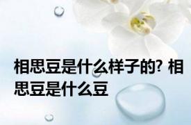 相思豆是什么样子的? 相思豆是什么豆