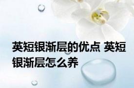 英短银渐层的优点 英短银渐层怎么养