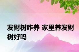 发财树咋养 家里养发财树好吗