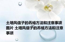 土培风信子的养殖方法和注意事项图片 土培风信子的养殖方法和注意事项