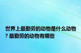 世界上最勤劳的动物是什么动物? 最勤劳的动物有哪些