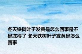 冬天铁树叶子发黄是怎么回事是不是冻得了 冬天铁树叶子发黄是怎么回事