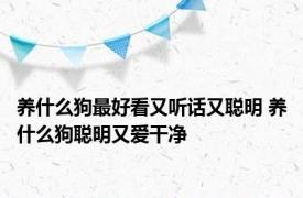 养什么狗最好看又听话又聪明 养什么狗聪明又爱干净