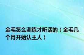 金毛怎么训练才听话的（金毛几个月开始认主人）