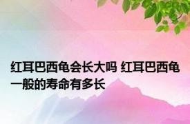 红耳巴西龟会长大吗 红耳巴西龟一般的寿命有多长