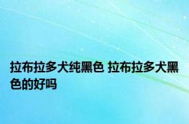 拉布拉多犬纯黑色 拉布拉多犬黑色的好吗