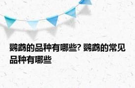 鹦鹉的品种有哪些? 鹦鹉的常见品种有哪些