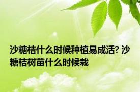 沙糖桔什么时候种植易成活? 沙糖桔树苗什么时候栽