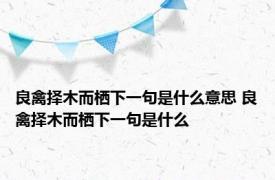 良禽择木而栖下一句是什么意思 良禽择木而栖下一句是什么