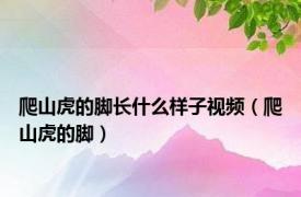 爬山虎的脚长什么样子视频（爬山虎的脚）