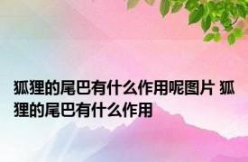 狐狸的尾巴有什么作用呢图片 狐狸的尾巴有什么作用