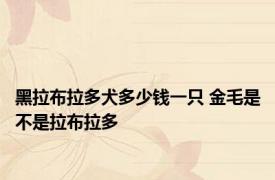 黑拉布拉多犬多少钱一只 金毛是不是拉布拉多