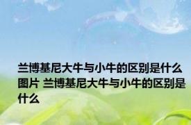 兰博基尼大牛与小牛的区别是什么图片 兰博基尼大牛与小牛的区别是什么