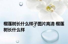 榴莲树长什么样子图片高清 榴莲树长什么样