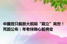 中国首只截肢大熊猫“戴立”离世！死因公布：年老伴随心脏病变