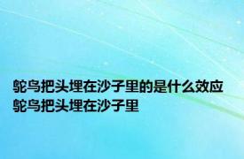 鸵鸟把头埋在沙子里的是什么效应 鸵鸟把头埋在沙子里 