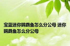 宝蓝迷你鹦鹉鱼怎么分公母 迷你鹦鹉鱼怎么分公母