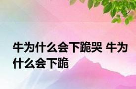 牛为什么会下跪哭 牛为什么会下跪