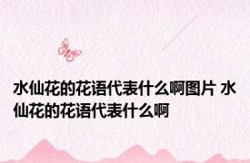 水仙花的花语代表什么啊图片 水仙花的花语代表什么啊