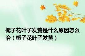 栀子花叶子发黄是什么原因怎么治（栀子花叶子发黄）