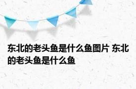 东北的老头鱼是什么鱼图片 东北的老头鱼是什么鱼