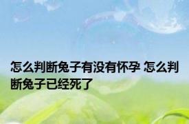 怎么判断兔子有没有怀孕 怎么判断兔子已经死了