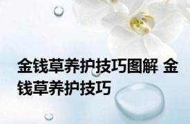 金钱草养护技巧图解 金钱草养护技巧