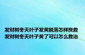 发财树冬天叶子发黄脱落怎样挽救 发财树冬天叶子黄了可以怎么救治