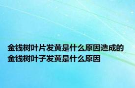 金钱树叶片发黄是什么原因造成的 金钱树叶子发黄是什么原因