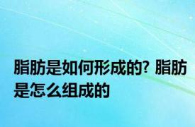 脂肪是如何形成的? 脂肪是怎么组成的