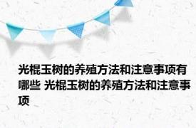 光棍玉树的养殖方法和注意事项有哪些 光棍玉树的养殖方法和注意事项