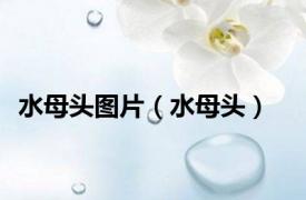 水母头图片（水母头）