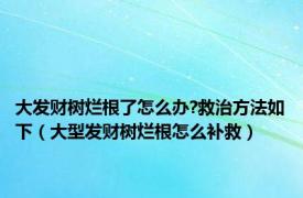 大发财树烂根了怎么办?救治方法如下（大型发财树烂根怎么补救）