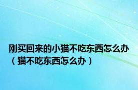 刚买回来的小猫不吃东西怎么办（猫不吃东西怎么办）